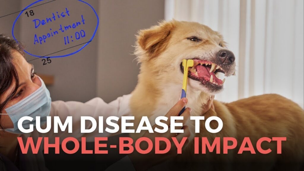 Does My Dog or Cat Need a Dental Cleaning?